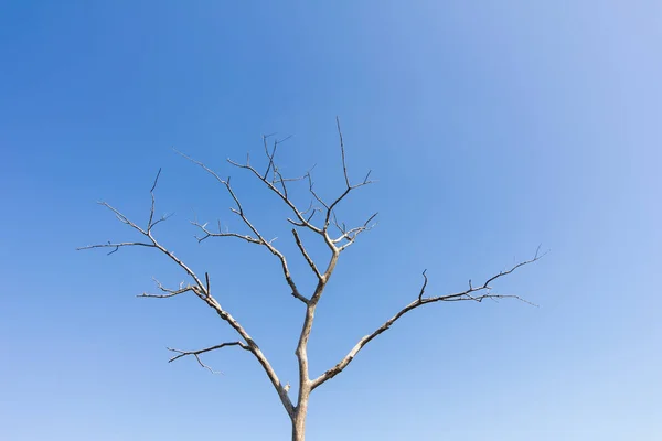 Árvore seca sem folhas contra o céu azul — Fotografia de Stock
