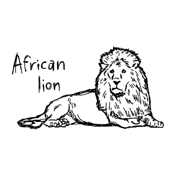 アフリカのライオンが横たわっている - ベクトルの白い背景で隔離の黒い線で描かれたイラスト スケッチ手 — ストックベクタ