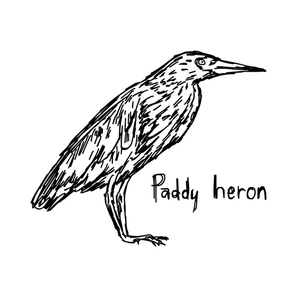 Héron paddy - croquis vectoriel illustré à la main avec des lignes noires, isolé sur fond blanc — Image vectorielle