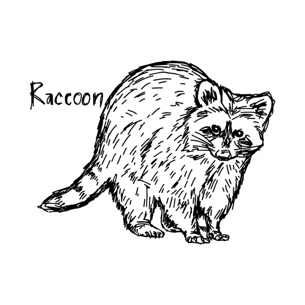 Raccoon standing - vector illustration sketch hand drawn with black lines, isolated on white background — Stock Vector