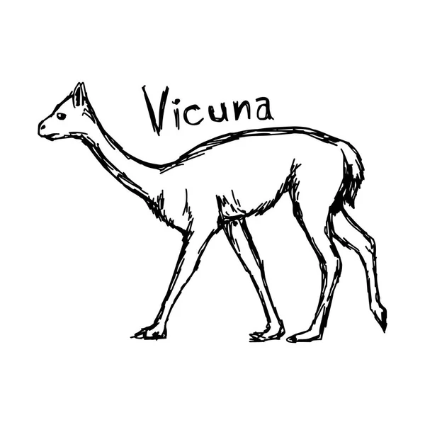 Vicuna - desenho ilustrativo vetorial desenhado à mão com linhas pretas, isolado sobre fundo branco — Vetor de Stock