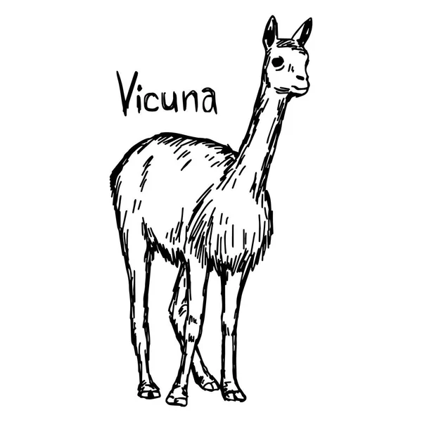 Vicuna walking - ilustración vectorial bosquejo dibujado a mano con líneas negras, aislado sobre fondo blanco — Vector de stock
