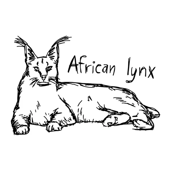 アフリカ lynx - ベクトル イラスト スケッチ、白い背景で隔離の黒い線で描かれた手 — ストックベクタ