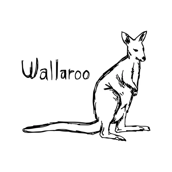 Wallaroo - εικονογράφηση διάνυσμα σκίτσο χέρι με μαύρες γραμμές, απομονώνονται σε λευκό φόντο — Διανυσματικό Αρχείο