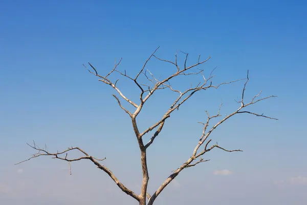 Dead twigs in the background of  blue sky with some clouds. — Stock Photo, Image