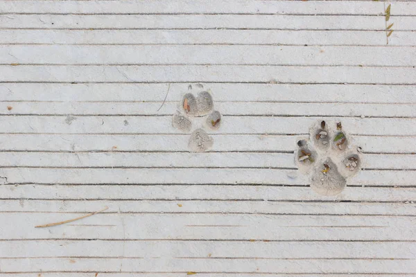 Huellas de perro en líneas piso de hormigón — Foto de Stock