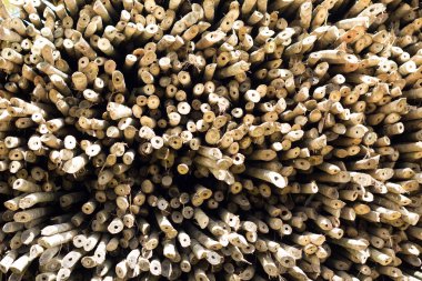 closeup bambu ağaçları Satılık 