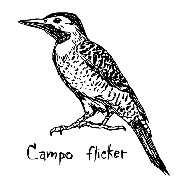 Campo parpadeo - ilustración vectorial bosquejo dibujado a mano con líneas negras, aislado sobre fondo blanco — Vector de stock