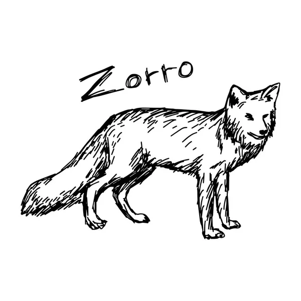 Zorro standing - disegno vettoriale disegnato a mano con linee nere, isolato su sfondo bianco — Vettoriale Stock