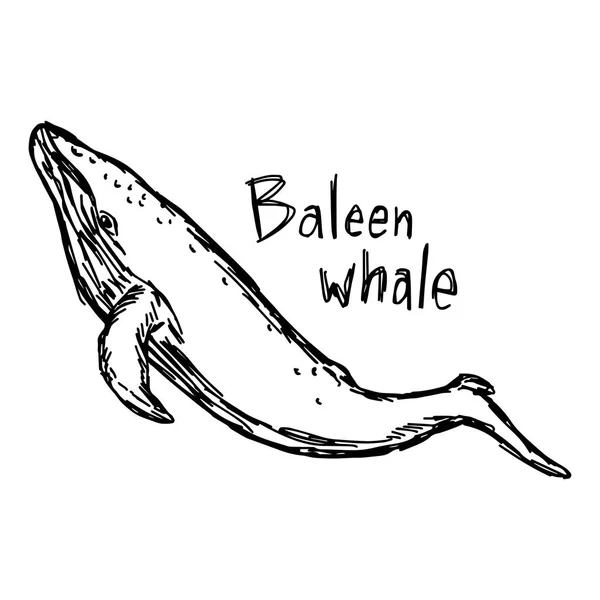 Bale balina - vektör illüstrasyon kroki elle izole beyaz arka plan üzerinde siyah çizgilerle çizilmiş — Stok Vektör