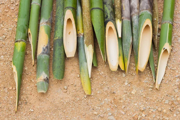 Заостренные бамбуковые палочки на земле, используемые для нанесения ударов дракулярным, копировальным пространством — стоковое фото
