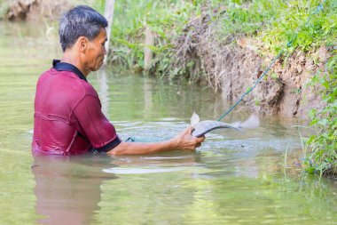 Chiang Rai, Tayland - 21 Mayıs: tanımlanamayan tişörtlü adam koyu kırmızı polo tilapia balık bir su birikintisi 21 Mayıs 2017 üzerinde tutarak Chiang rai, Tayland.