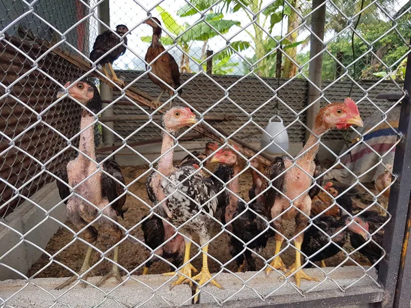 Kurczaki za drutami w gospodarstwo rolne w Tajlandii — Zdjęcie stockowe