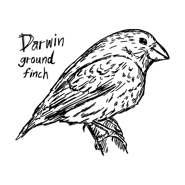 Darwin ground finch на дереве - векторный рисунок руки, нарисованный черными линиями, выделенный на белом фоне — стоковый вектор