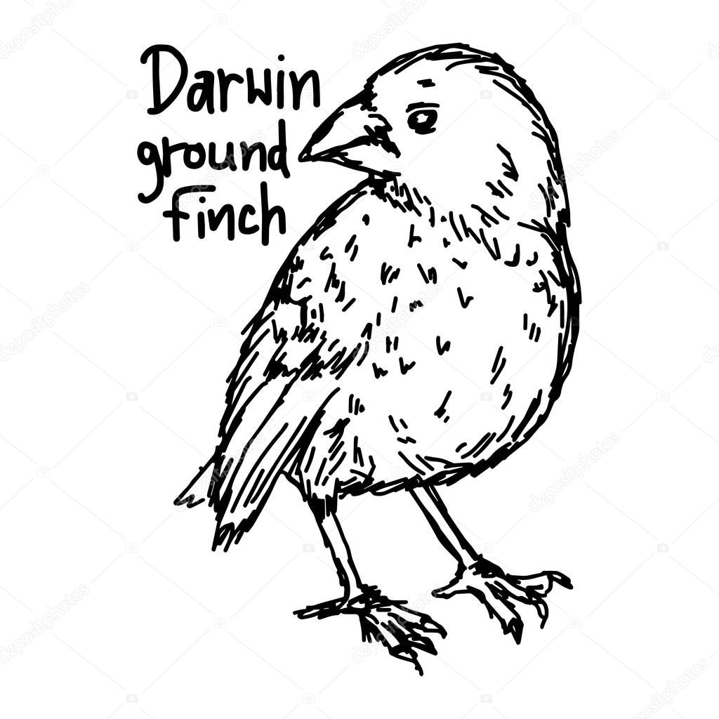 darwin ground finch - vector illustration sketch hand drawn with black lines, isolated on white background