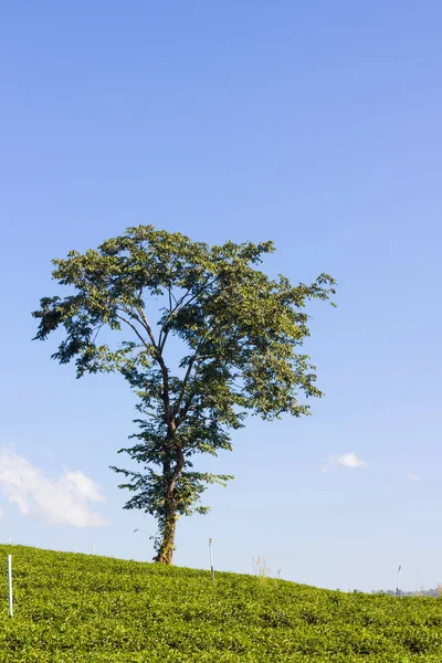 Green field and lonely tree in the background of blue sky — Stock Photo, Image