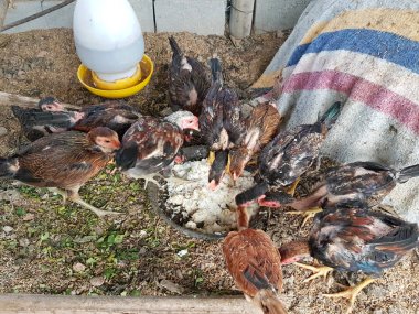 Tayland tarım çiftliği bir tel besleme tavuk. Kamera kalem içinde..