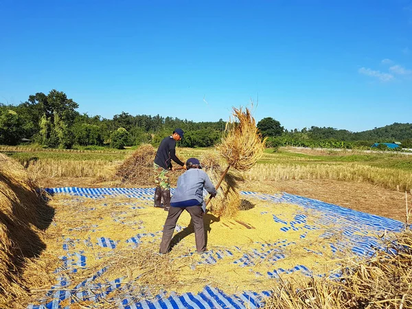 CHIANG RAI, TAILANDIA - 23 DE NOVIEMBRE: agricultor tailandés no identificado trillando batiendo arroz para separar las semillas de los troncos en el suelo el 23 de noviembre de 2016 en Chiang rai, Tailandia —  Fotos de Stock