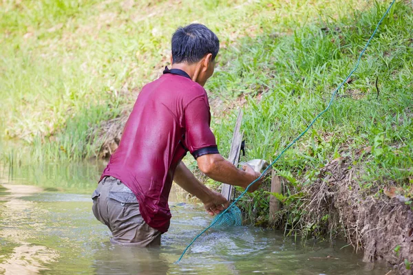 Chiang rai, thailand - 21. Mai 2017: Unbekannter Mann in dunkelrotem Poloshirt hält Tilapia-Fische in einem Teich am 21. Mai 2017 in chiang rai, thailand. — Stockfoto