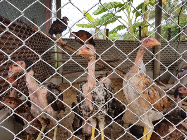 タイの農業の鉄線の柵の後ろに給餌鶏 — ストック写真