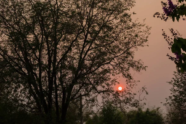 Feuilles de silhouette et arbres avec vue sur la forêt au coucher du soleil — Photo