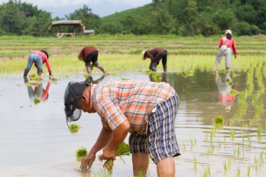 Chiang Rai, Tayland - 16 Haziran: Chiang rai, Tayland 16 Haziran 2017 alanını dikim tanımlanamayan çiftçi çalışma pirinç.