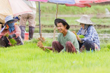 Chiang Rai, Tayland - 16 Haziran: Asya erkek çiftçi çalışma pirinç alanında arkadaşları ile 16 Haziran 2017 üzerinde Chiang rai, Tayland dikim gülümseyen tanımlanamayan oturma.