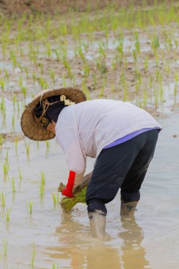 Chiang Rai, Tayland - 16 Haziran: Chiang rai, Tayland 16 Haziran 2017 alanını dikim kimliği belirsiz kadın çiftçi çalışma pirinç.