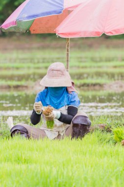 Asyalı kadın çiftçi maskesi ve çeltik ekimi Tayland, dikey fotoğraf çalışma şapka