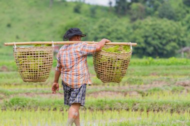 Asyalı şişman erkek çiftçi pirinç bitkileri çeltik ekimi pirinç alanına taşıma