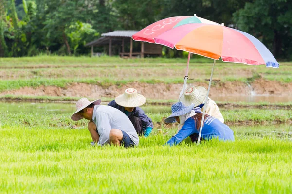 CHIANG RAI, TAILANDIA - 16 DE JUNIO: Agricultor no identificado trabajando en plantación de arroz en el campo el 16 de junio de 2017 en Chiang rai, Tailandia . —  Fotos de Stock