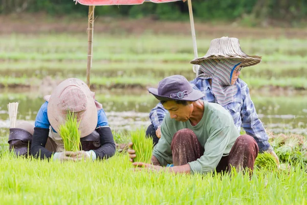 CHIANG RAI, TAILANDIA - 16 DE JUNIO: Agricultor no identificado trabajando en plantación de arroz en el campo el 16 de junio de 2017 en Chiang rai, Tailandia . —  Fotos de Stock