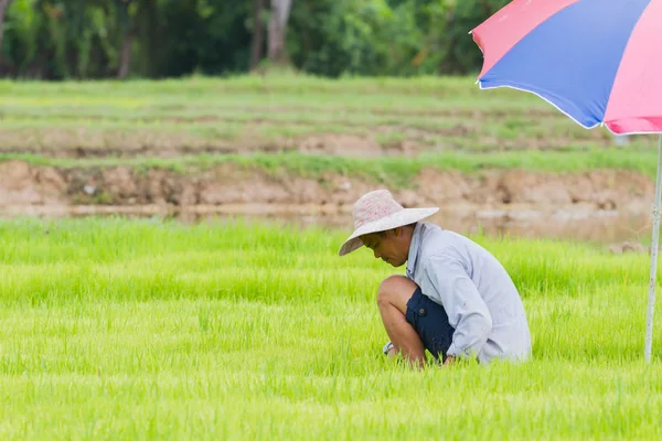 Chiang rai, thailand - juni 16: unbekannter asiatischer männlicher Bauer beim Reispflanzen auf dem Feld am 16. juni 2017 in chiang rai, thailand. — Stockfoto