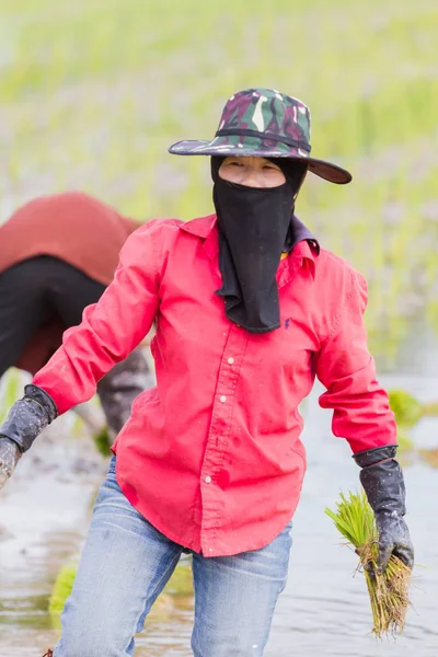 Chiang rai, thailand - 16. Juni 2017: unbekannte asiatische Bäuerin in rotem Hemd beim Reispflanzen auf dem Feld am 16. Juni 2017 in chiang rai, thailand. — Stockfoto