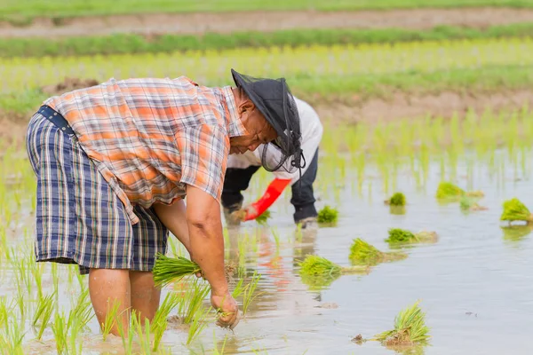 CHIANG RAI, TAILANDIA - 16 DE JUNIO: Un granjero asiático no identificado trabajando en la plantación de arroz en el campo el 16 de junio de 2017 en Chiang rai, Tailandia . —  Fotos de Stock