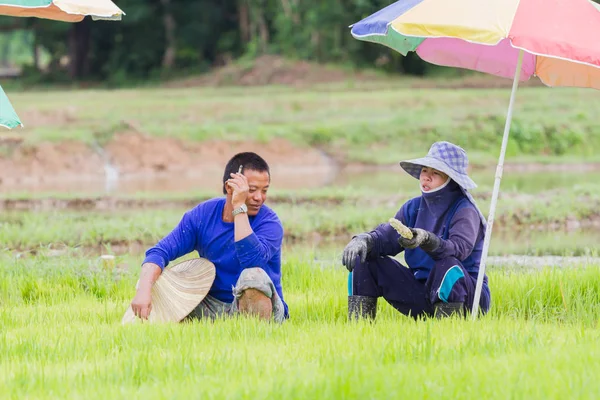 CHIANG RAI, TAILANDIA - 16 DE JUNIO: Campesinos no identificados hablando en el campo el 16 de junio de 2017 en Chiang rai, Tailandia . —  Fotos de Stock