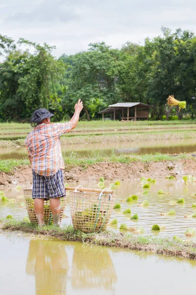 CHIANG RAI, TAILANDIA - 16 DE JUNIO: Un granjero asiático gordo no identificado arrojando plantas de arroz al campo el 16 de junio de 2017 en Chiang rai, Tailandia. Foto vertical —  Fotos de Stock