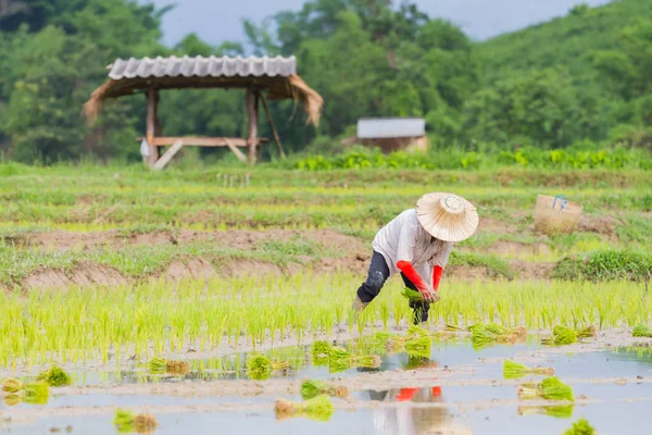 Agricultor asiático que trabaja el cultivo de arroz en el campo de arroz, Tailandia —  Fotos de Stock