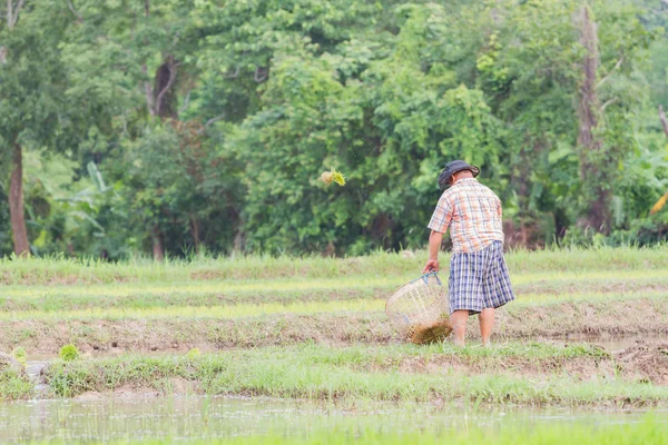 Back of asian fat male farmer holding blank basket in the rice field, copyspace — Stock Photo, Image