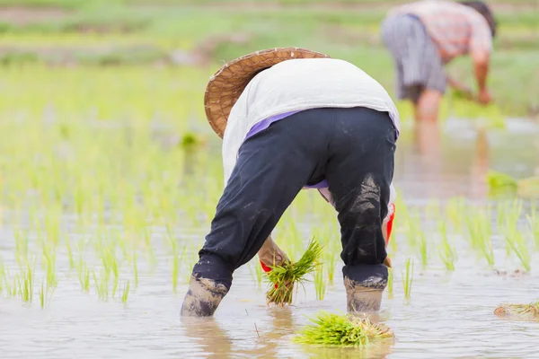 Asiático hembra agricultor trabajo paddy cultivo en el arroz campo —  Fotos de Stock