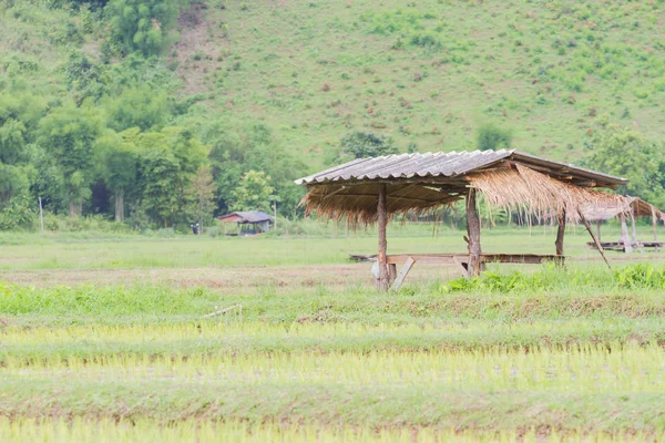 Thai traditional hut on the rice field, Thailand, copyspace — Stock Photo, Image