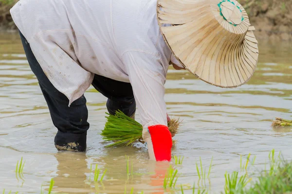 Asiatische Bäuerin beim Reisanbau auf dem Reisfeld — Stockfoto