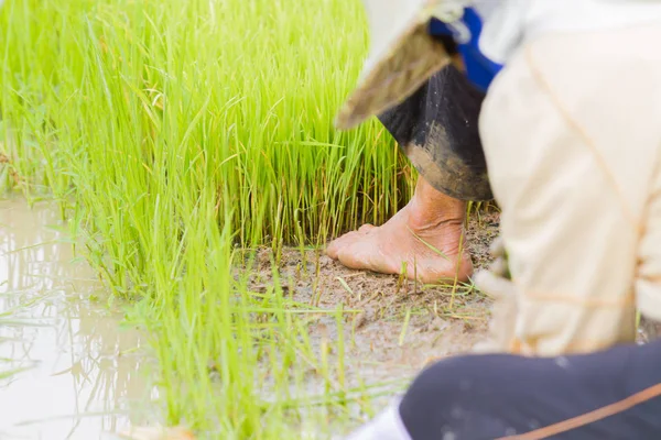 Naked foot of asian farmer while working, safety concept — Stock Photo, Image