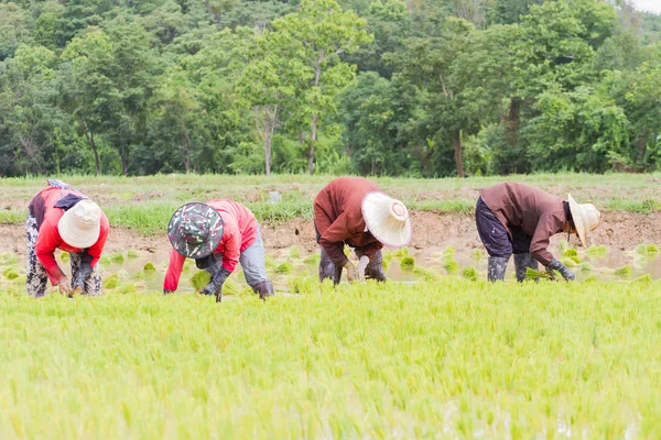 Cuatro agricultores que trabajan la plantación de arroz en el campo en Tailandia . —  Fotos de Stock