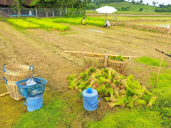 Plantas de arroz para el cultivo de arroz en Tailandia —  Fotos de Stock