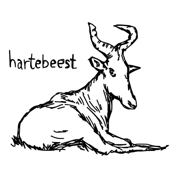 Hartebeest - ilustración vectorial bosquejo dibujado a mano con líneas negras, aislado sobre fondo blanco — Vector de stock