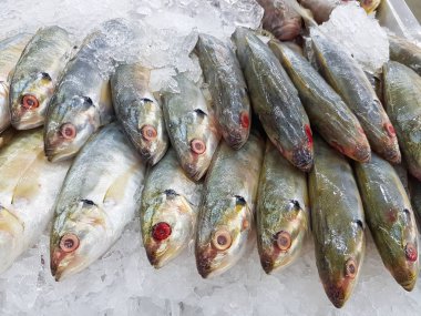 Süpermarkette buzda taze uskumru balığı