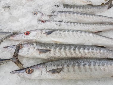 Kalın kafalı barracuda taze balık buz Thaila süpermarkette satmak