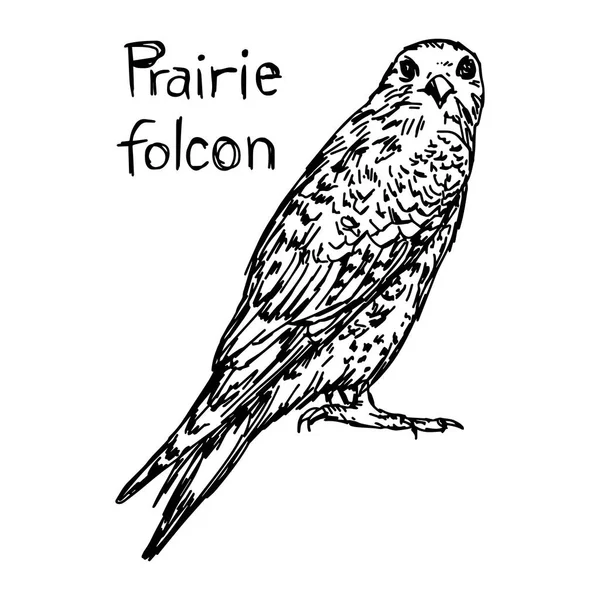 Prairie falcon - vector illustratie schets hand getekend met zwarte lijnen, geïsoleerd op witte achtergrond — Stockvector