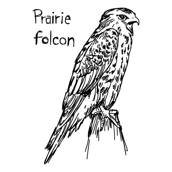 Faucon des prairies - croquis vectoriel dessiné à la main avec des lignes noires, isolé sur fond blanc — Image vectorielle